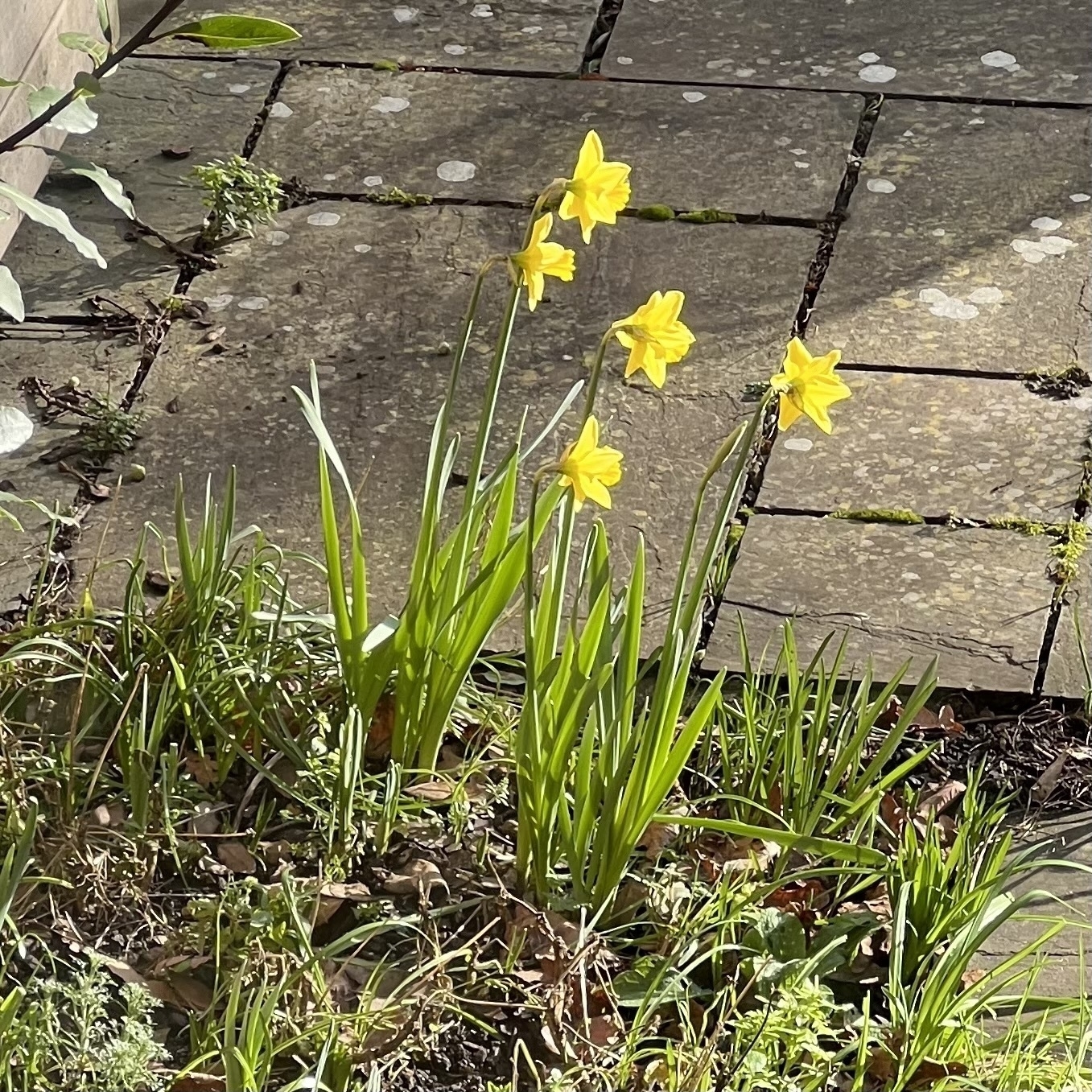 A group of daffodils growing in a flowerbed in late-winter sun, with a patio behind. 