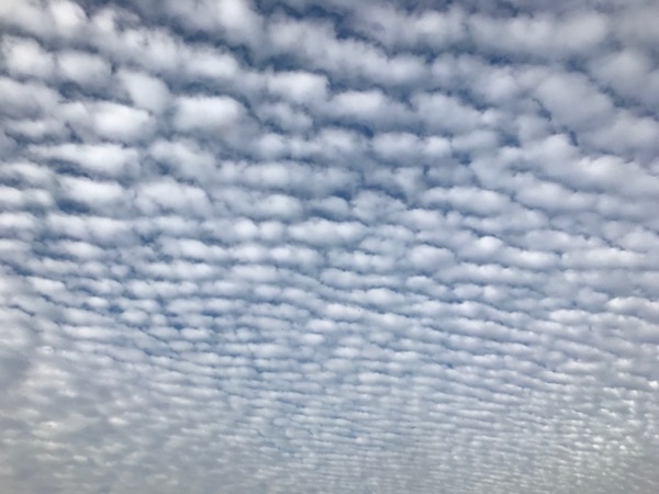 A blue sky with mottled, fluffy, white clouds. The type sometimes called a mackerel sky.